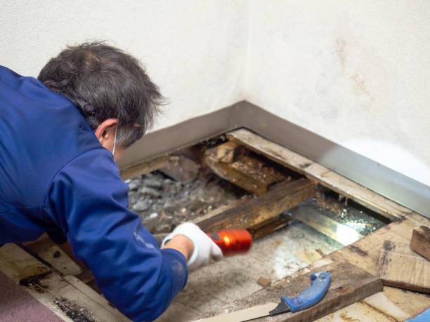 Best Professional Mold Removal  in Wortham, TX