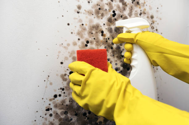 Best Home Mold Removal  in Wortham, TX