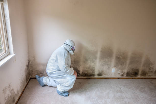 Best Certified Mold Removal  in Wortham, TX